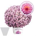 Bild von Bolchrysant gehoest P19 "Geen Kleur"!!! Pink